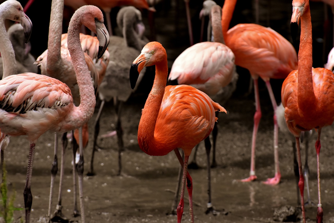 二四六天天彩资料大全网最新，分体线条和一体线条动物之战无广告软件版42.42.71